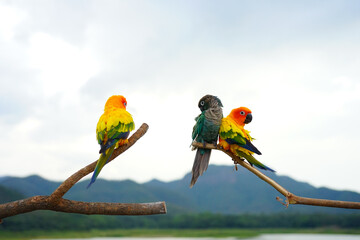 Wall Mural - Green cheek conure and sun conure parrots on nature background.