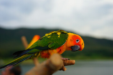 Wall Mural - Young sun conure parrot or bird Beautiful is aratinga has yellow on Branch out background Blur mountains and sky, (Aratinga solstitialis) exotic pet adorable, native to amazon 