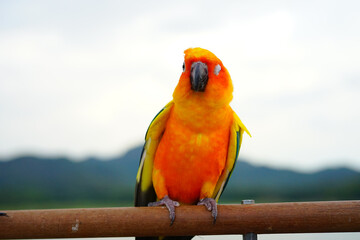 Wall Mural - sun conure parrots on the sky and mountain background