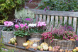 pink und weiße Alpenveilchen, Heidekraut, Torfmyrte und Zierkohl in Körben auf Gartenbank
