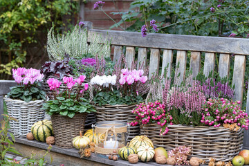 Wall Mural - pink und weiße Alpenveilchen, Heidekraut, Torfmyrte und Zierkohl in Körben auf Gartenbank