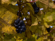 Closeup View Of Ripe Grapes With Yellow Discolored Fading Grapevine Leaves In The Vineyards Of Kaiserstuhl, Baden-Wuerttemberg, Germany In Autumn. Focus On Grapes With Bokeh Background.