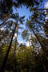 Wall Mural - Landscape and nature in the Bavarian Forest in autumn