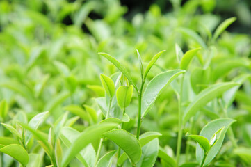 Green tea leaves in a tea plantation in morning