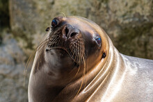 The South American Sea Lion, Otaria Flavescens In The Zoo