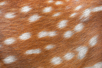 texture of spotted deer fur