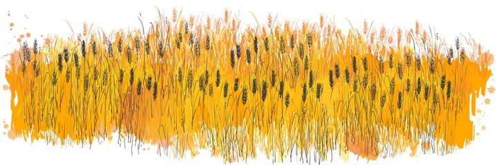Wall Mural - Vector rural summer landscape a field of ripe wheat on hills