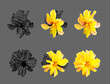 Vector set of yellow flower isolated on grey background. Bright sunny summer detailed and accurate design in low poly style. Floral design element.