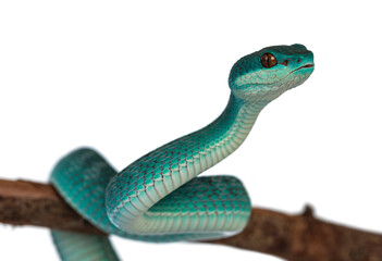 Leinwandbilder - Baby male Blue white lipped pitviper aka Trimeresurus insularis snake, curled around wooden branch. Isolated on white background.