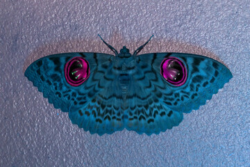 Wall Mural - A large beautiful blue moth was perched on the ground.