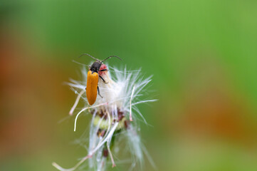 Wall Mural - An orange beetle perched on a white flower