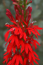 Cardinal Flower (Lobelia Cardinalis)