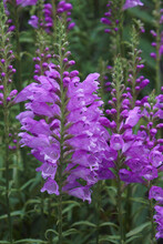 Obedient Plant (Physostegia Virginiana). Called Obedience And False Dragonhead Also