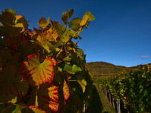 Beautiful Colored Fading Vine Leaves With Green, Yellow And Red Leaf Pattern On A Vineyard At Kaiserstuhl, Germany In The Afternoon Sun In Autumn. Focus On Leaves In Front.