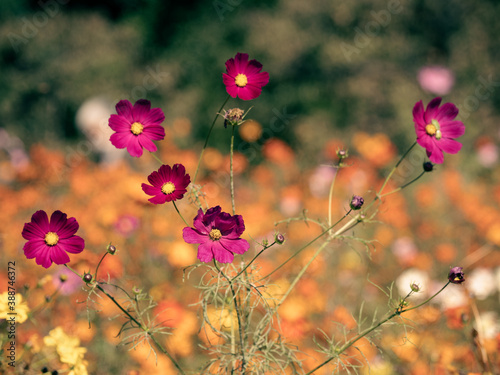 暖かな日差しを受けるコスモスの花 © 正人 竹内