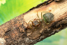 Queen Of Weaver Ants, Oellcophylla Smaragdina On Wood Stick