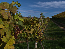 Bunch Of Colorful Vine Grapes With Fading Green And Yellow Leaves Beside A Dirt Road Leading Through The Vineyards In Popular Wine Marking Region Durbach, Germany In Autumn Season.