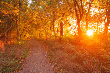 Wall Mural - Autumn forest road leaves view. Autumn leaves ground. Autumn forest road landscape. Autumn leaves road view