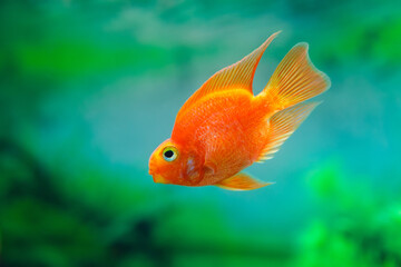 Sticker - Red Blood Parrot Cichlid in aquarium plant green background. Goldfish, funny orange colorful fish - hobby concept