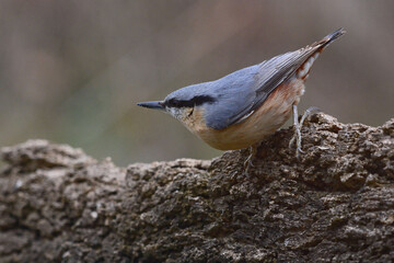 Sticker - Eurasian Nuthatch (Sitta europaea) in Sierra Morena (Spain)