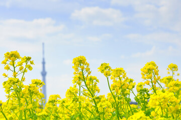 Poster - 菜の花とスカイツリー