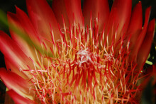 FLOWERS- South Africa Extreme Close Up Of A Red Protea Bloom