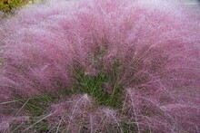 Pink Muhly Grass, A Beautiful Plant With Beautiful Plume