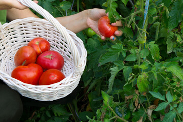 Sticker - A woman collects tomatoes in a garden in a white basket.