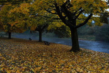 Warm golden colours in autumn on the bank of the river ribble in Clitheroe. Colourful autumn leaves in fall season