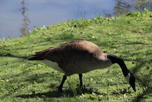 Geese Graze On The Green Shore Of The Lake