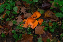 Aleuria Aurantia Orange Mushroom In Nature