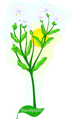 Illustration of flower plant