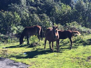 horses on the meadow