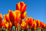 Fototapeta Tulipany - Close up of red yellow tulips form frog perspective.
