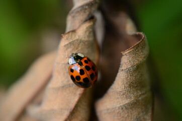 Ladybird