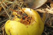 Big Hornet Eating Pear In The Garden, Closeup