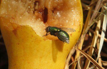 Green fly eating pear in the garden, closeup