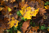 Fototapeta Lawenda - falling autumn leaves in the forest