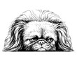 Pekingese dog. Sticker on the wall in the form of a graphic hand-drawn sketch of a dog portrait. Separate layer