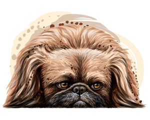 Wall Mural - Pekingese dog. Wall sticker. Color, vector drawing portrait of a Pekingese dog in watercolor style on a white background. Separate layer. Digital vector drawing.