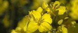 Fototapeta Na ścianę - Beautiful yellow rapeseed flowers