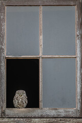 Wall Mural - male little owl perched in a window frame.