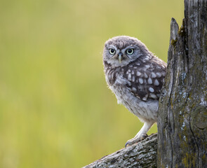 Wall Mural - little owl (owlet) recently fledged perched on a post with a green background.