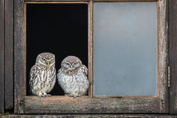 Wall Mural - dad and chick. little owls perched in a window frame.