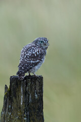 Wall Mural - little owl perched on a post with a green background.