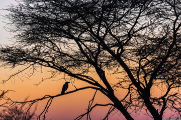 Wall Mural - Sunset in Namibia, Africa