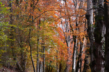 Wall Mural - autumn in the woods