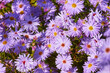 Close-Up Chrysanthemen