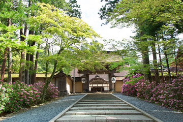 Wall Mural - シャクナゲ咲く高野山金剛峯寺