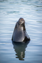 Sea Lion In The Water